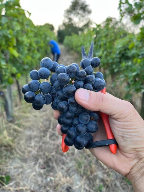 discover-italian-wines-exclusive-tasting-at-tenuta-la-viola