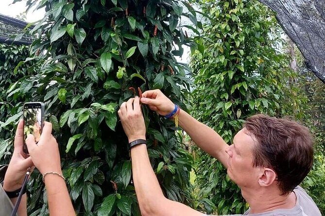 Discover Kampot Countryside, Pepper farm & Bokor Mountain - Key Points