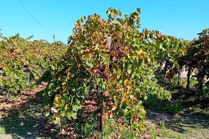 discover-madrids-best-exclusive-wine-tour-tastings-await