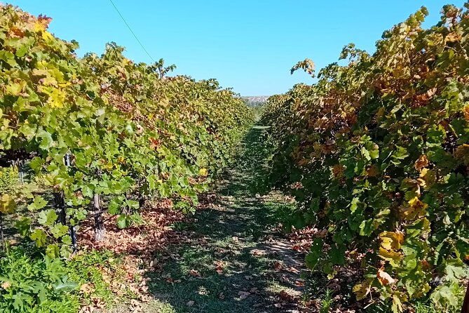 discover-madrids-best-exclusive-wine-tour-tastings-await