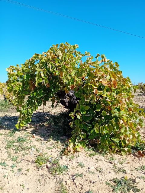 discover-madrids-hidden-do-exclusive-winery-tour-tasting-2