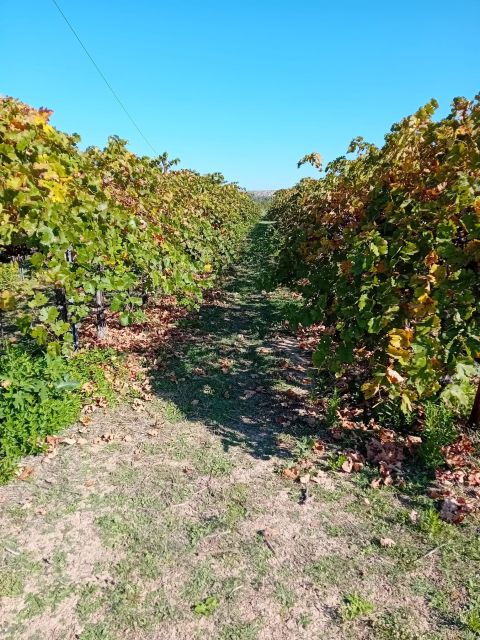 discover-madrids-hidden-do-exclusive-winery-tour-tasting-2