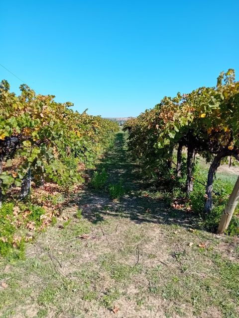 discover-madrids-hidden-do-exclusive-winery-tour-tasting-2