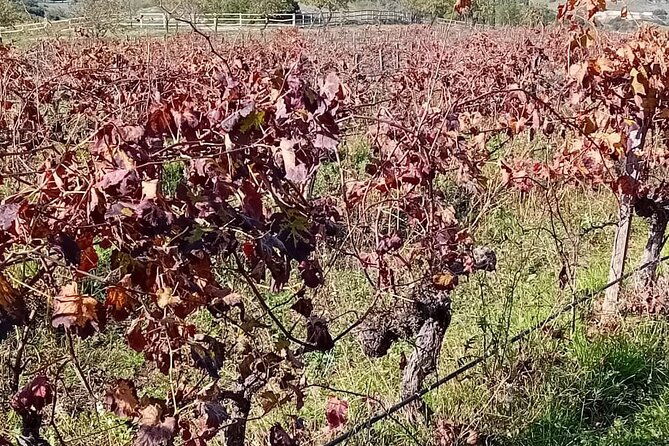 discover-madrids-hidden-do-exclusive-winery-tour-tasting