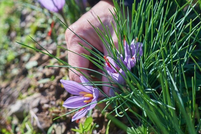 discover-montalcino-through-its-best-productions-brunello-saffron
