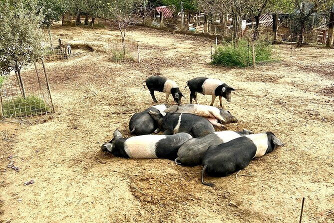 discover-montepulciano-cinta-senese-pigs-lunch-wine-in-a-farm