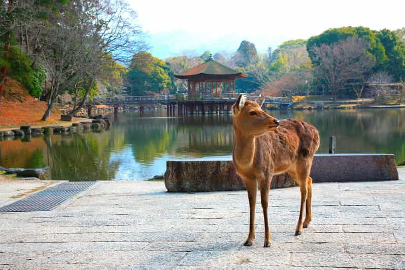 discover-nara-kiyozumi-dera-fushimi-inari-from-osaka