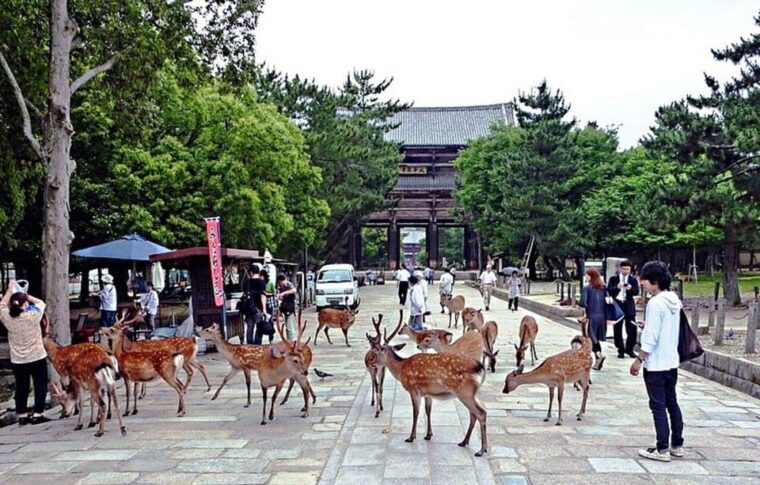 discover-nara-kiyozumi-dera-fushimi-inari-from-osaka