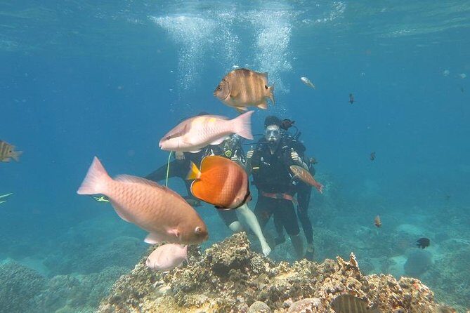 Discover Nha Trang Bay with Scuba Diving Tour - What to Expect from the Tour