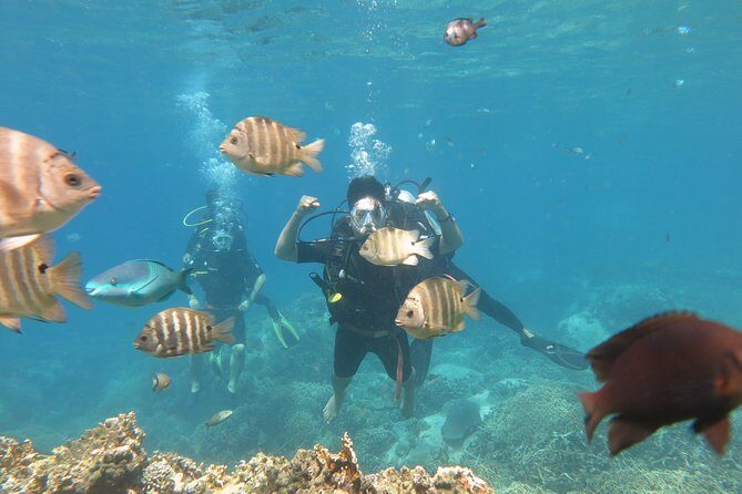 Discover Nha Trang Bay with Scuba Diving Tour - FAQs