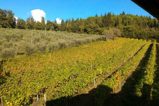 discover-organic-and-biodynamic-chianti-small-wineries