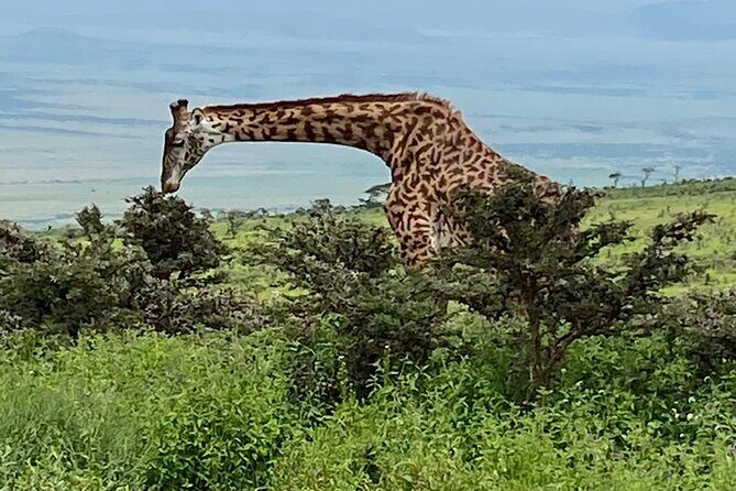 Discover Our Best 2-Day Tanzania Budget Group Lodge Safari Tour - Insights from Reviews and Guides  