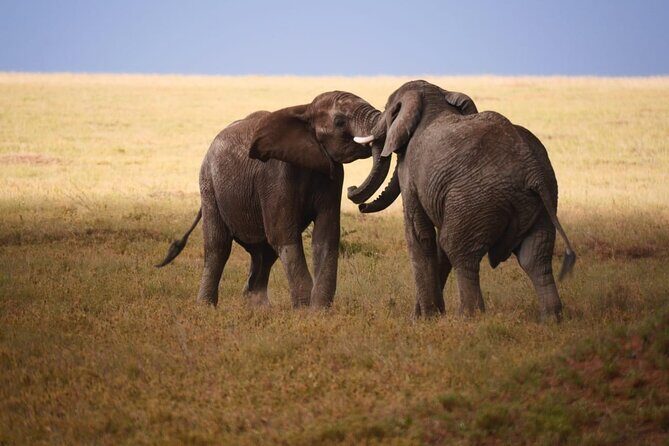 Discover Our Best 2-Day Tanzania Budget Group Lodge Safari Tour - Value for Money  