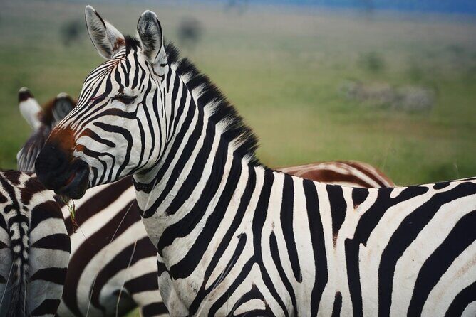 Discover Our Best 2-Day Tanzania Budget Group Lodge Safari Tour - FAQ  