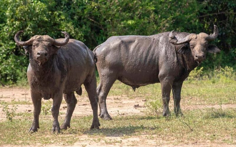 Discover Our best 4-Day Masai Mara Safari from Nairobi - Key Points