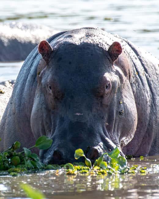 Discover Our best 4-Day Masai Mara Safari from Nairobi - Introduction to the 4-Day Masai Mara Safari