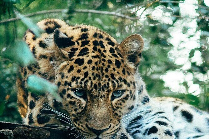 Discover Our Best Guide for 1-Day Serengeti Safari from Mwanza - Discover Our Best Guide for 1-Day Serengeti Safari from Mwanza