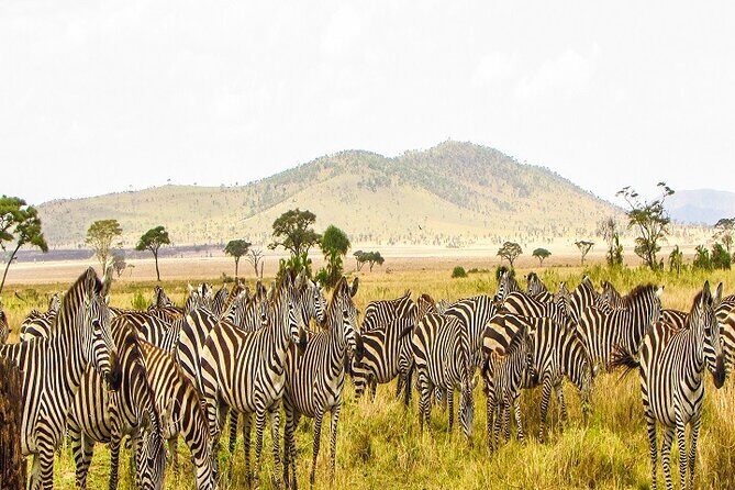 Discover Our Best Guide for 1-Day Serengeti Safari from Mwanza - The Itinerary Breakdown: What You Can Expect