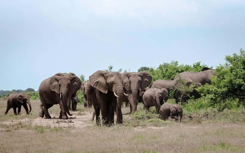 Discover our top best 2 days Tarangire to Ngorongoro Safari - Key Points