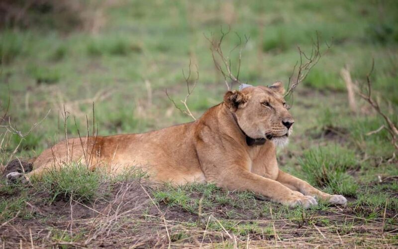 Discover our top best 2 days Tarangire to Ngorongoro Safari - Transport and Comfort