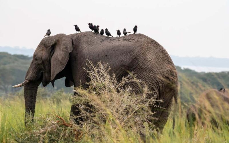 Discover our top best 2 days Tarangire to Ngorongoro Safari - Who is it best for?