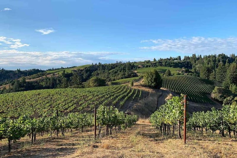 Discover Peljeac Peninsula - A Wine Tour in Small Groups - Final Stop: More Wineries and Relaxation