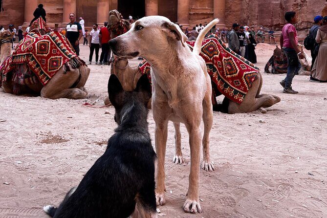 Discover Petra Hidden Gems - Final Thoughts: Who Will Love This Tour?