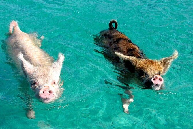 Discover Pig Island & Koh Tan: Private Longtail Trip - Who Is This Tour Best For?