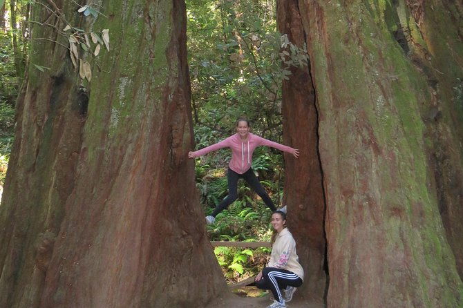 discover-point-reyes-national-seashore-muir-woods-redwoods