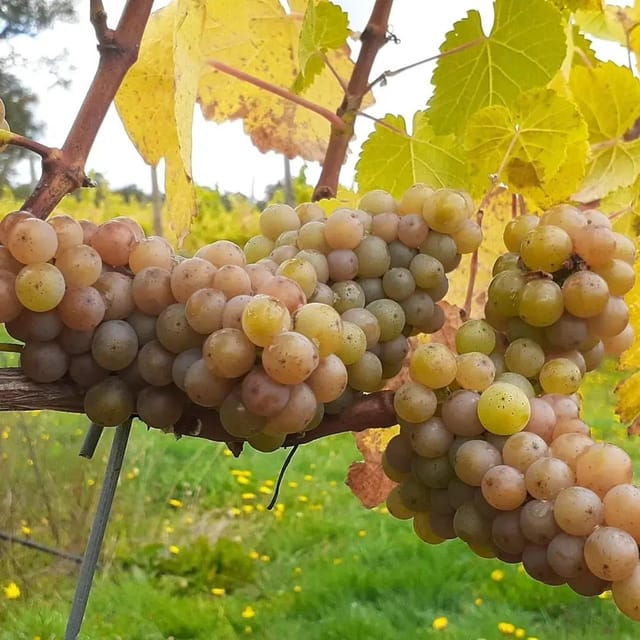 discover-regenerative-viticulture-at-casa-klocker-prambs