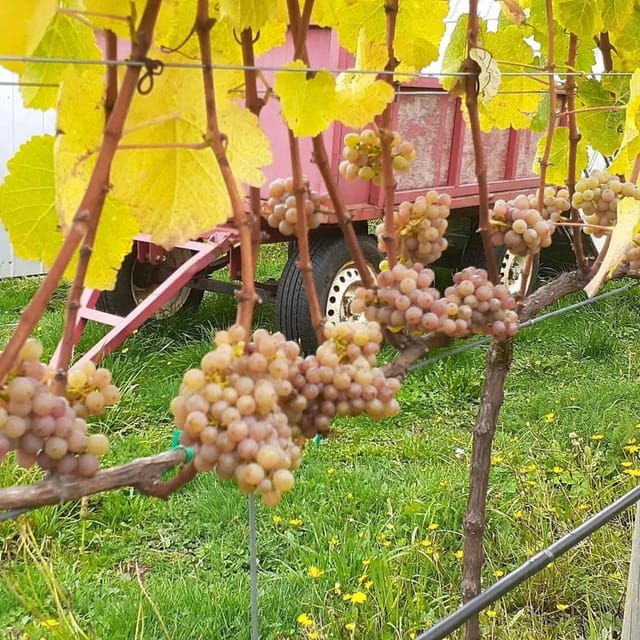 discover-regenerative-viticulture-at-casa-klocker-prambs