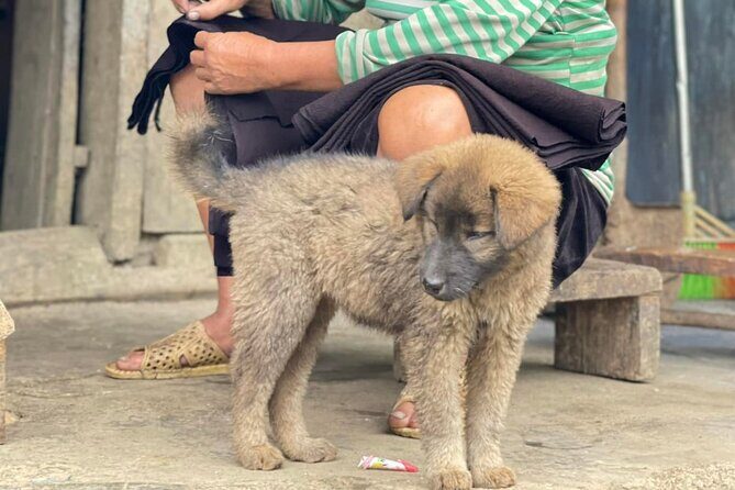 Discover Sapa: Guided Trek Through Rice Terraces & Local Villages - FAQ