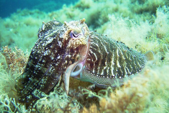 discover-scuba-diving-adventure-in-mykonos