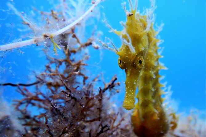 discover-scuba-diving-adventure-in-mykonos