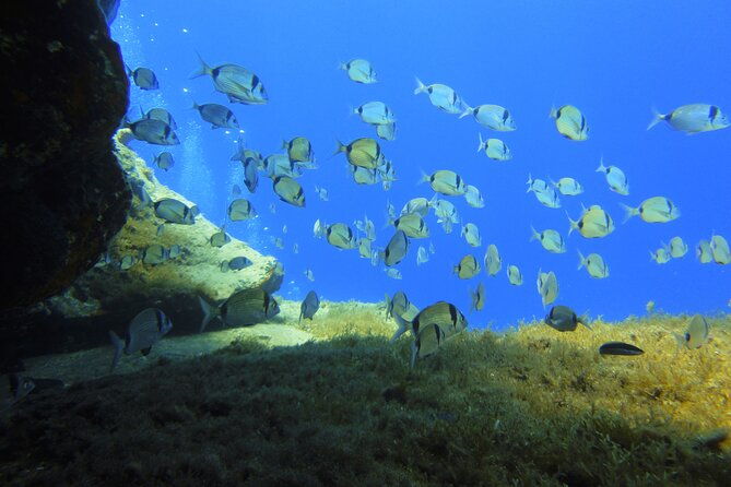 discover-scuba-diving-adventure-in-mykonos