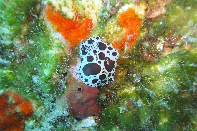 discover-scuba-diving-adventure-in-mykonos