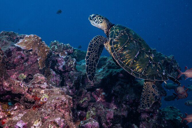 Discover Scuba Diving Class from Lahaina - Final Thoughts