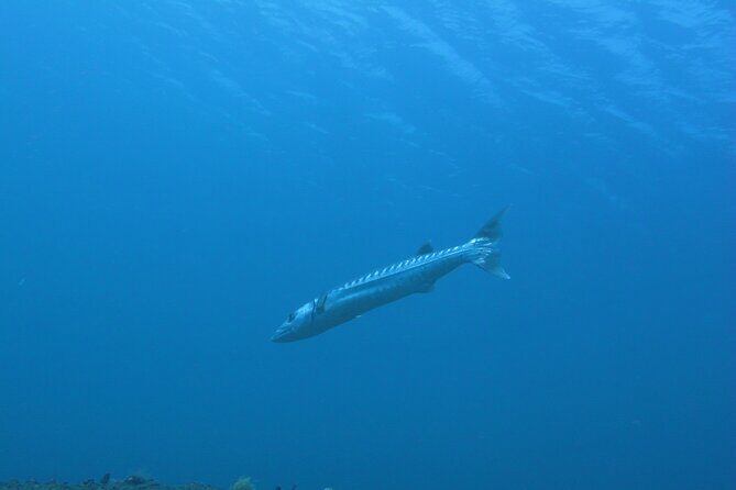 Discover Scuba Diving Day Trip in Amed and Tulamben - Detailed Itinerary Breakdown