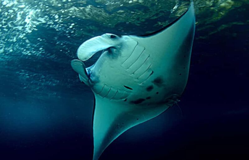 Discover Scuba Diving (DSD) Lembongan Island - Key Points