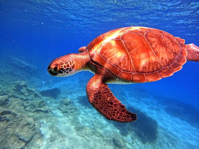 Discover Scuba Diving Experience - FAQs