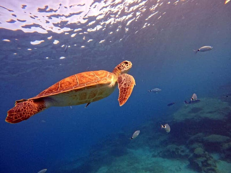 Discover Scuba Diving Experience - Final Thoughts