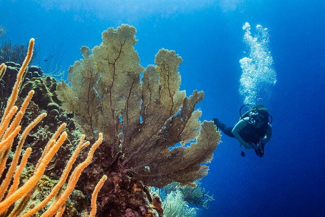 discover-scuba-diving-experience