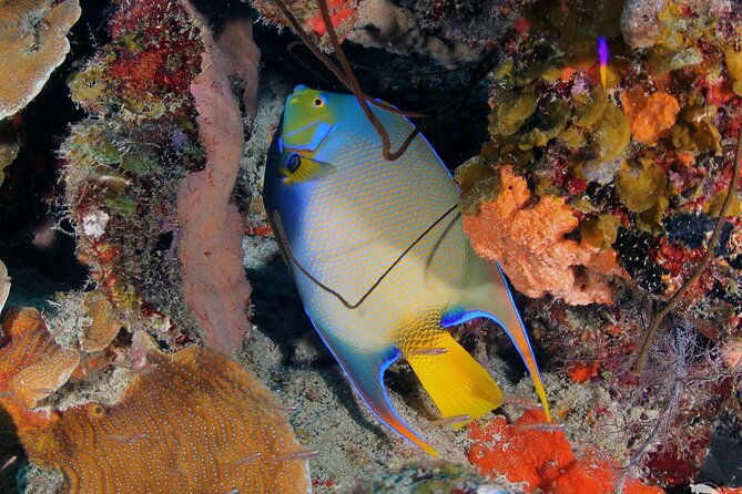 discover-scuba-diving-experience