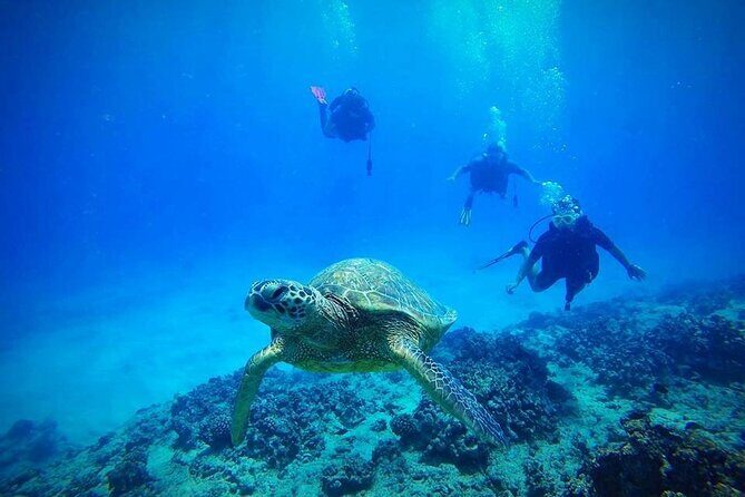 DISCOVER Scuba Diving Experience in Honolulu - Discover Scuba Diving in Honolulu: A Complete Review