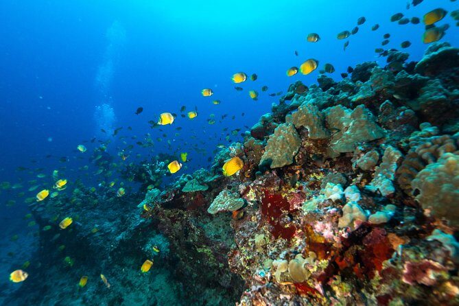 DISCOVER Scuba Diving Experience in Honolulu - FAQ