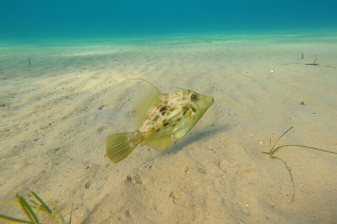 Discover Scuba Diving Experience in Nea Makri, Athens - Final Thoughts