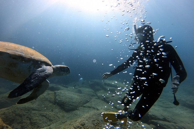 discover-scuba-diving-experience-in-turtle-habitat