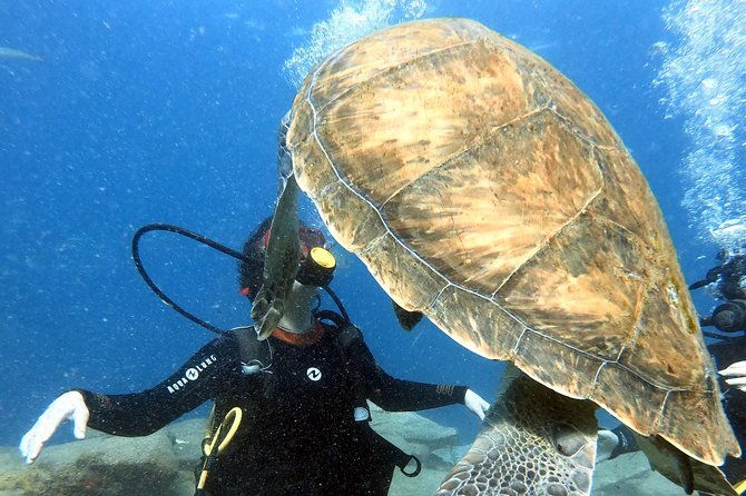 discover-scuba-diving-experience-in-turtle-habitat