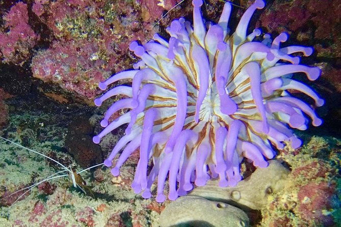 discover-scuba-diving-first-step-to-your-certification-2