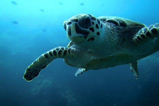 Discover Scuba Diving from a Fishing Village - The Meeting Point and Logistics